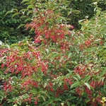VIBURNUM HILLIERI WINTON W 3-min
