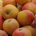 POMMIER BELLE DE BOSKOOP WF-min