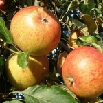 POMMIER COX'S ORANGE WF (2)-min