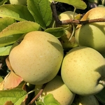 POMMIER GOLDEN DELICIOUS WF-min