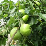 POMMIER GRANNY SMITH WF-min
