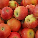 POMMIER JONAGOLD WF-min