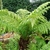 DICKSONIA ANTARTICA (6)-min