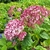 HYDRANGEA ARB PINK ANNABELLE (2)-min