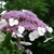 HYDRANGEA ASP HOT CHOCOLATE WF-min