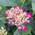 HYDRANGEA AMOR-min