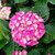 HYDRANGEA BERLIN ROSE (2)-min