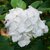 HYDRANGEA BIANCO W (2)-min