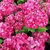 HYDRANGEA BRUGG (2)-min