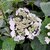 HYDRANGEA ELEGANCE (2)-min