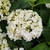 HYDRANGEA FIRST WHITE (3)-min