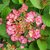 HYDRANGEA FRENCH CANCAN (2)-min