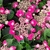 HYDRANGEA KARDINAL (2)-min