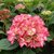 HYDRANGEA MADEMOISELLE 2 W-min