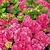 HYDRANGEA MAC RED BARON-min