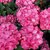 HYDRANGEA MAC DOLCE CHIC-min
