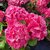 HYDRANGEA MAC ROSITA (2)-min