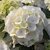 HYDRANGEA SCHNEEBALL 2 W-min