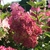 HYDRANGEA PAN FRAISE MELBA 2 W-min