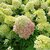 HYDRANGEA PAN LITTLE LIME (3)-min