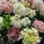 HYDRANGEA PAN PETITE STAR-min
