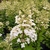 HYDRANGEA PAN UNIQUE (2)-min