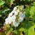 HYDRANGEA QUERCIFOLIA-min