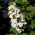 HYDRANGEA QUER ICE CRYSTAL  3W-min