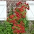DECOROSIER VESUVIA GRIMPANT (3)-min