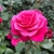 ROSIER VOLUPTIA CRAZY PINK (3)-min
