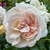 ROSIER VOLUPTIA AMBER (4)-min