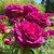 ROSIER VOLUPTIA PURPLE 3-min