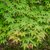 ACER PALMATUM WF-min