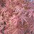 ACER ATROLINEARE-min