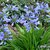 AGAP PITCHOUNE BLUE TEMP W-min
