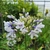 AGAPANTHUS TWISTER-min