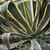 AGAVE VARIEGATA WF-min