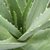 ALOE VERA WF-min