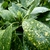 AUCUBA VARIEGATA WF-min