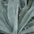 AGAVE AMERICANA 4 WF-min