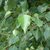 BETULA PENDULA WF-min