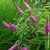 BUDDLEJA PINK MICRO CHIP TEMP W-min