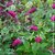 BUDDLEJA MISS RUBY TEMP W-min