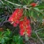 CALLISTEMON RIGIDUS 2 WF-min
