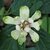 CALYCANTHUS VENUS 2 WF-min
