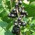 CASSISSIER NOIR DE BOURGOGNE 2 WF-min
