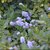 CEANOTHUS YANKEE POINT 3 WF-min