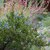 CEANOTHUS SKYLARK WF-min