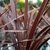 CORDYLINE RED STAR WF-min