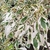 CORNUS CONTROVERSA VARIEGATA (6)-min